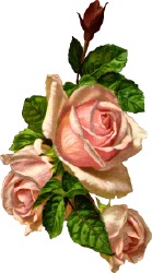 three-pink-roses.jpg