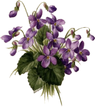 violets.gif